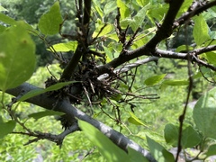 Podosphaera phytoptophila