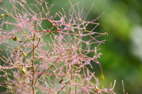 Rujevina (Cotinus coggygria)