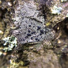 Caliciaceae