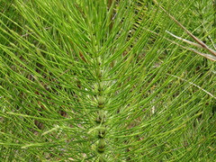 Equisetum telmateia telmateia