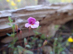 Erythranthe purpurea