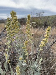 Artemisia cana