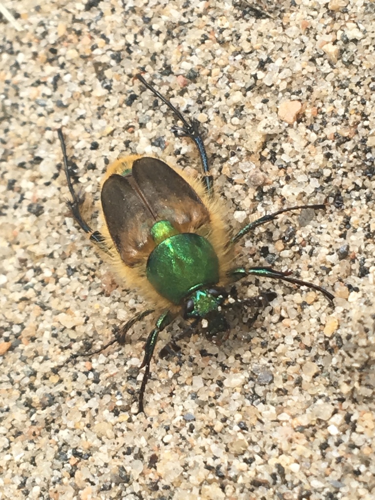 Lichnanthe apina
