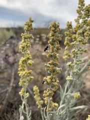 Artemisia cana