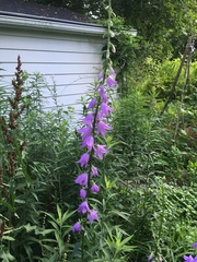 Campanula rapunculoides