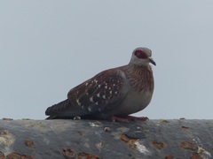Columba guinea