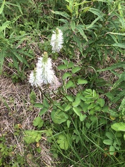 Sanguisorba stipulata