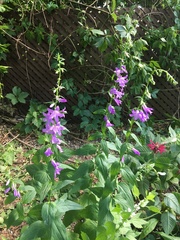 Campanula rapunculoides
