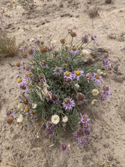 Erigeron poliospermus