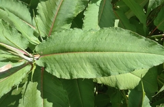 Koenigia polystachya