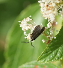 Acoloithus falsarius