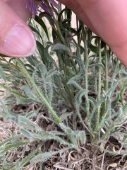 Erigeron poliospermus