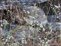 Pimpinella villosa