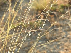 Stipa lagascae