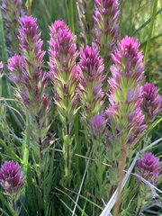 Castilleja lassenensis