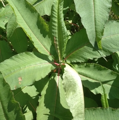 Koenigia polystachya