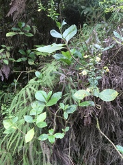 Macrocarpaea valerioi