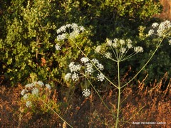 Conopodium subcarneum
