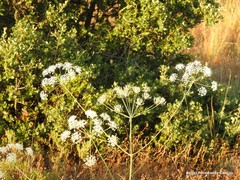 Conopodium subcarneum