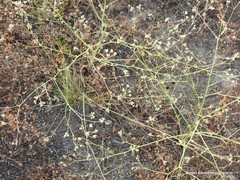 Pimpinella villosa