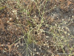 Pimpinella villosa