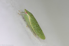 Rugosana querci