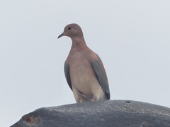 Streptopelia senegalensis