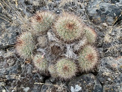 Pediocactus nigrispinus