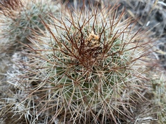 Pediocactus nigrispinus