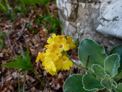Primula auricula