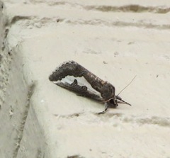 Euscirrhopterus gloveri