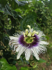 Passiflora edulis flavicarpa