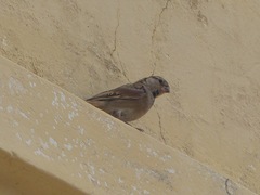 Passer domesticus
