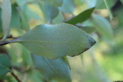 Olearia fragrantissima