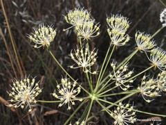 Conopodium subcarneum