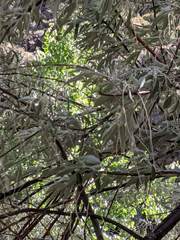 Elaeagnus angustifolia