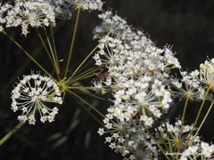 Conopodium subcarneum
