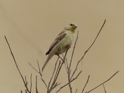 Gorrión dorado (Passer luteus)