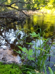 Carex debilis rudgei