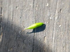 Carex debilis rudgei