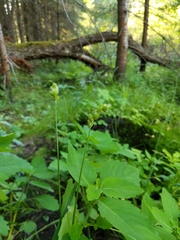Carex debilis rudgei