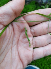 Carex debilis rudgei