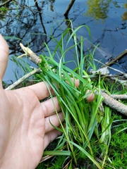 Carex debilis rudgei