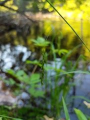 Carex debilis rudgei
