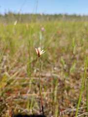 Juncus stygius americanus