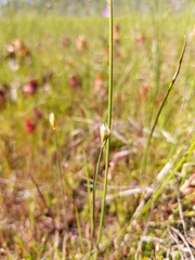 Juncus stygius americanus