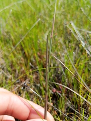Juncus stygius americanus
