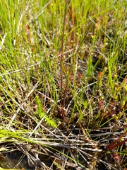Juncus stygius americanus