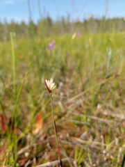 Juncus stygius americanus