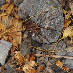 Hadrobunus maculosus